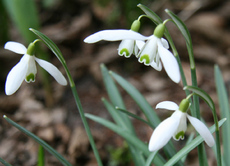 Schneeglöckchen 004.jpg